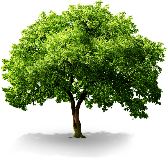 플래티늄 세종아름점